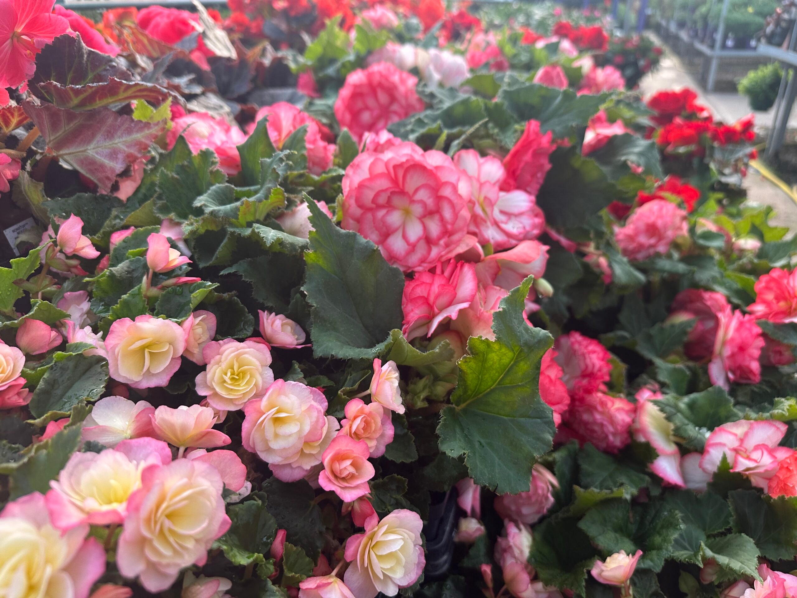Begonias