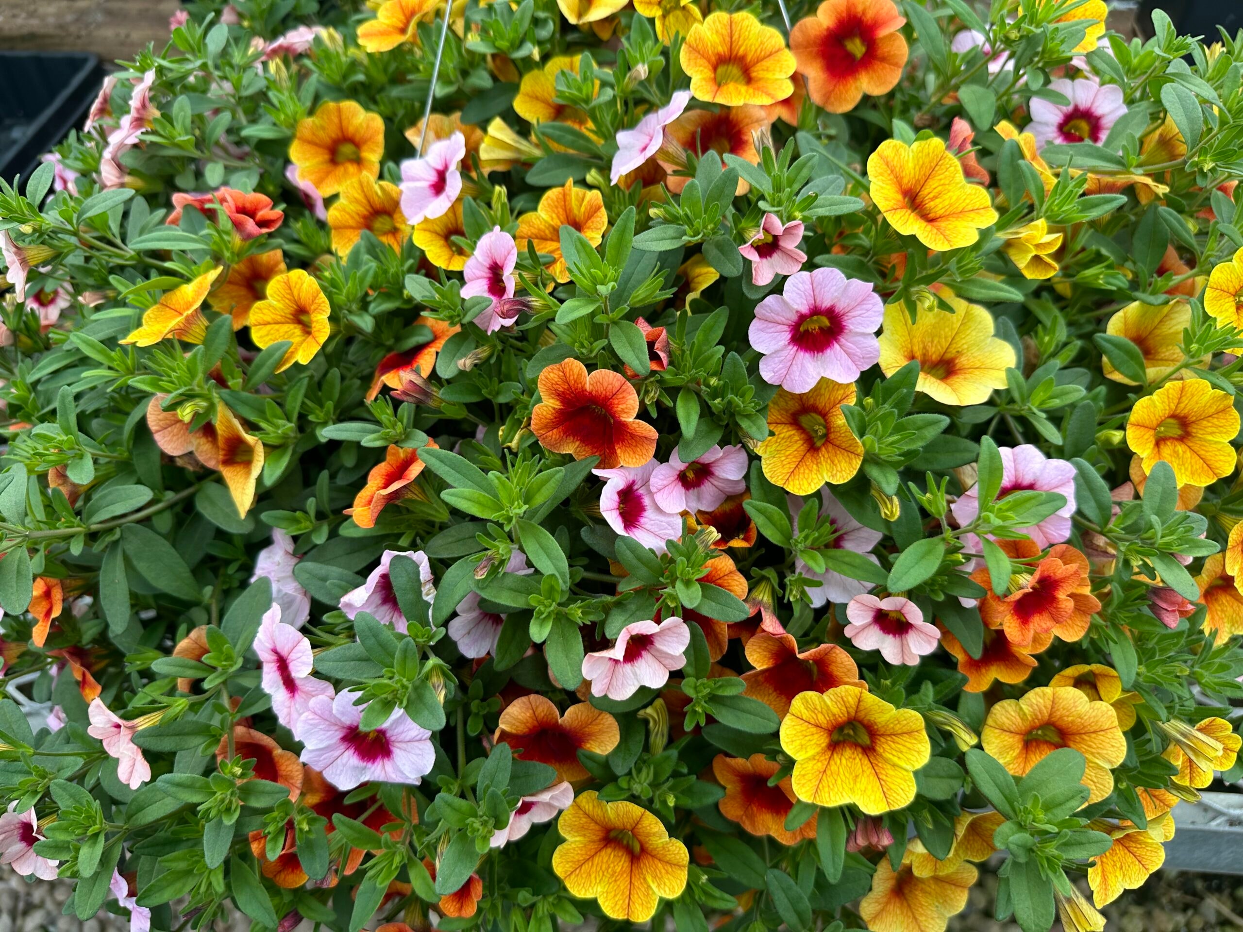 Calibrachoa