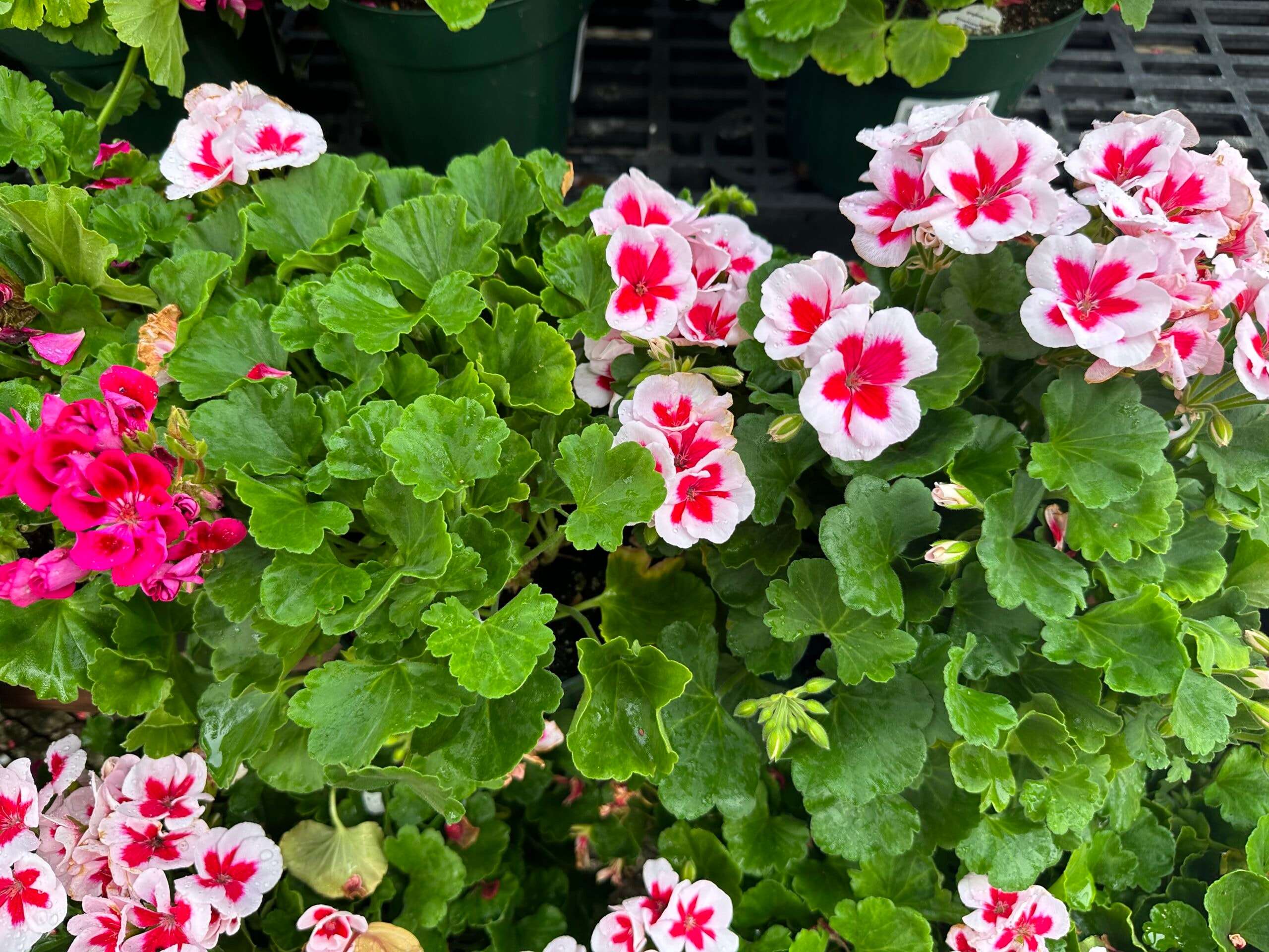 Geraniums