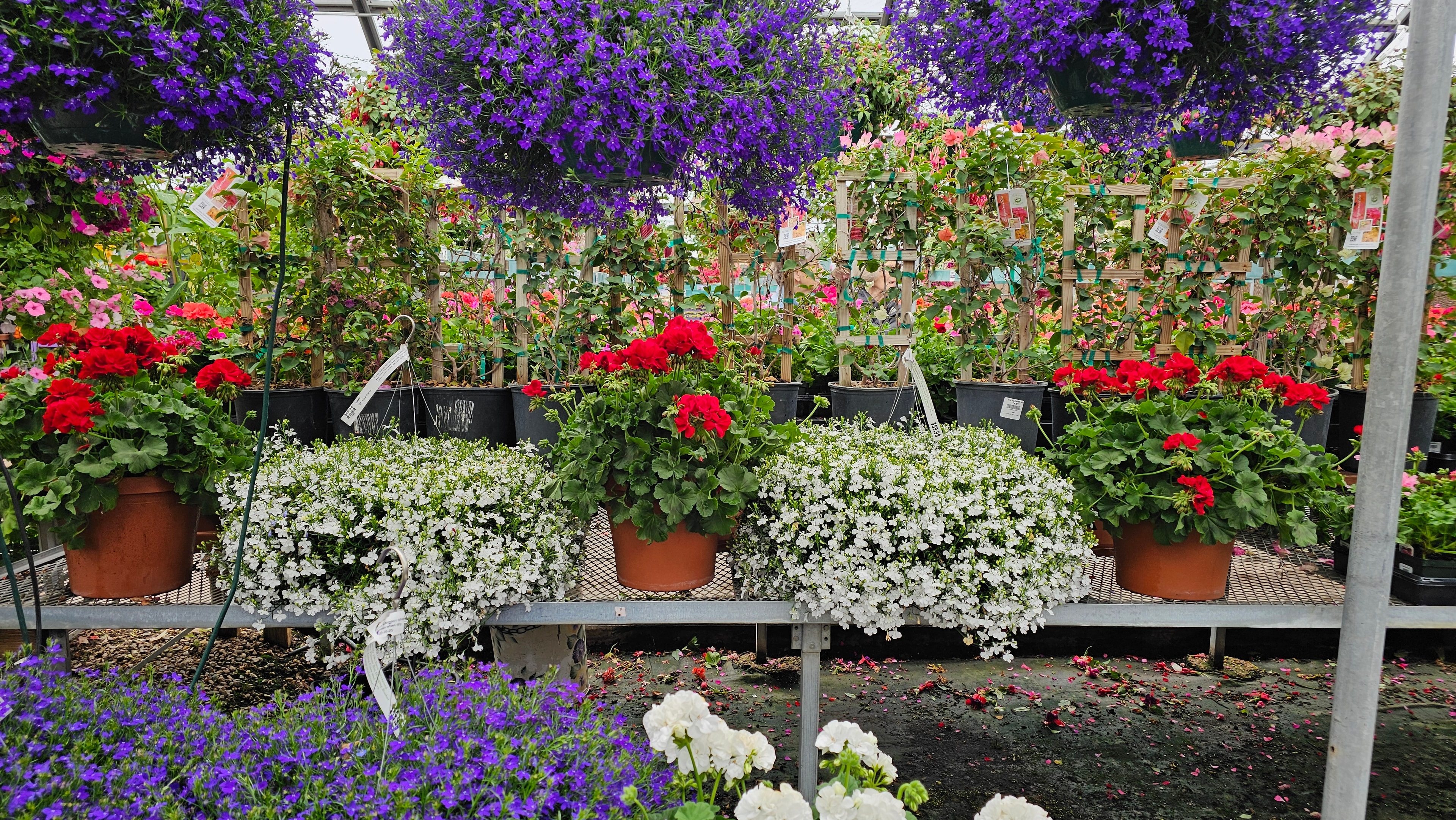 Lobelia