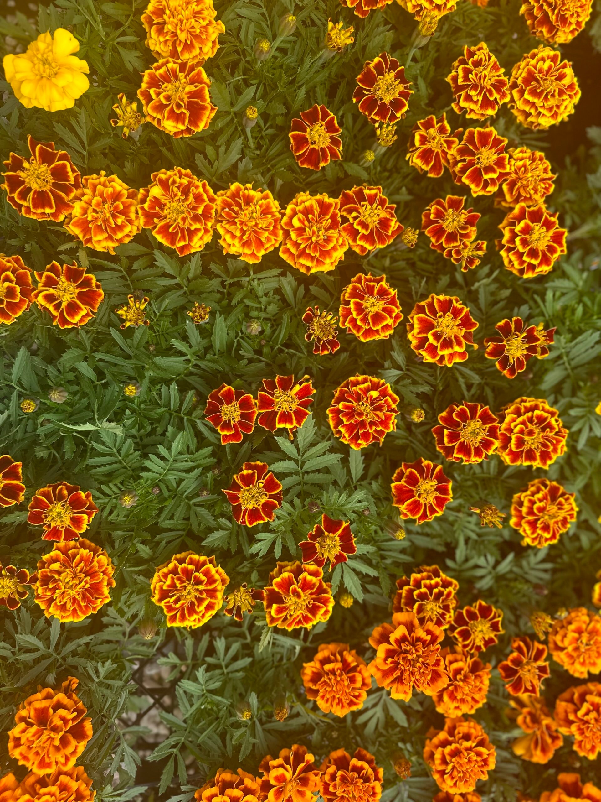 Marigolds