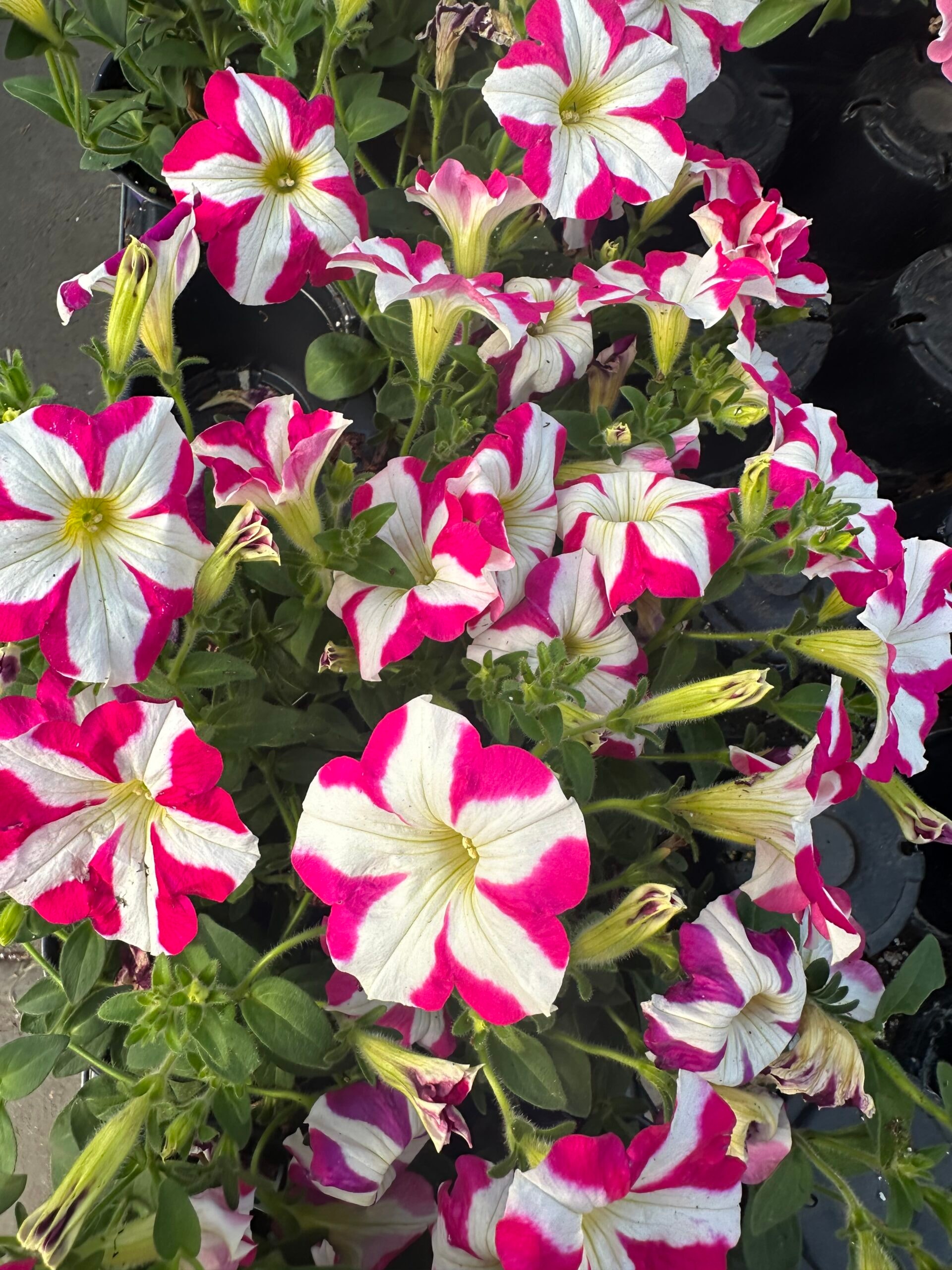 Petunias