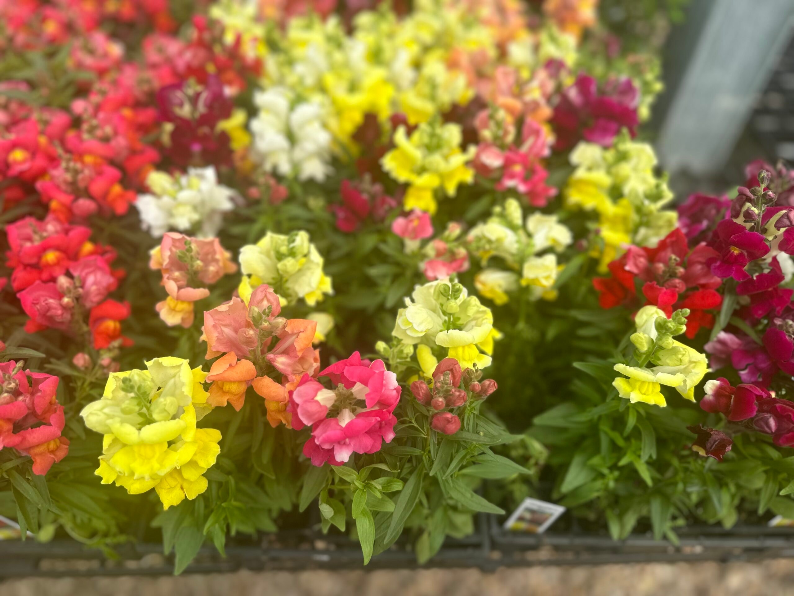 Snapdragons