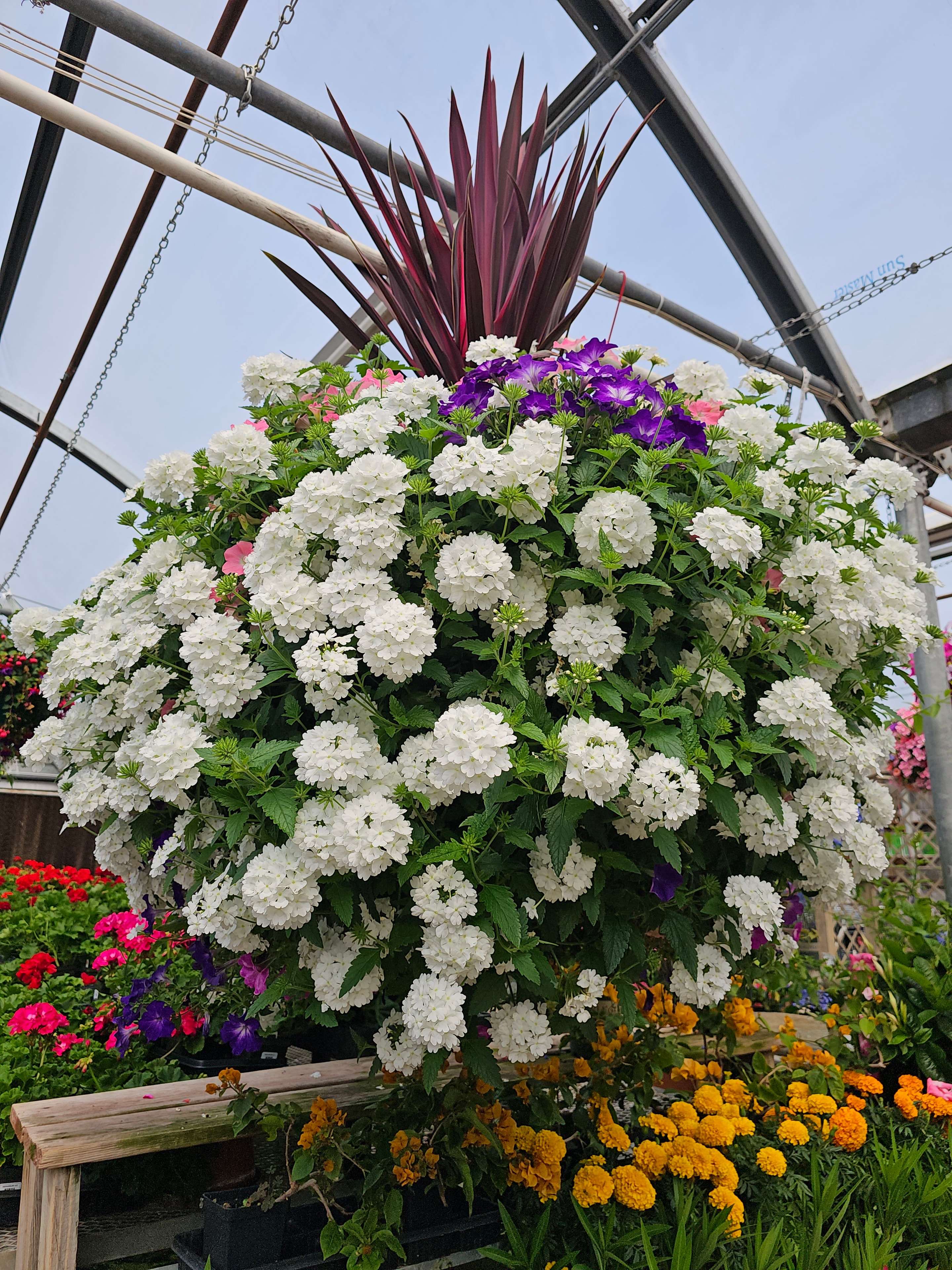 Verbena