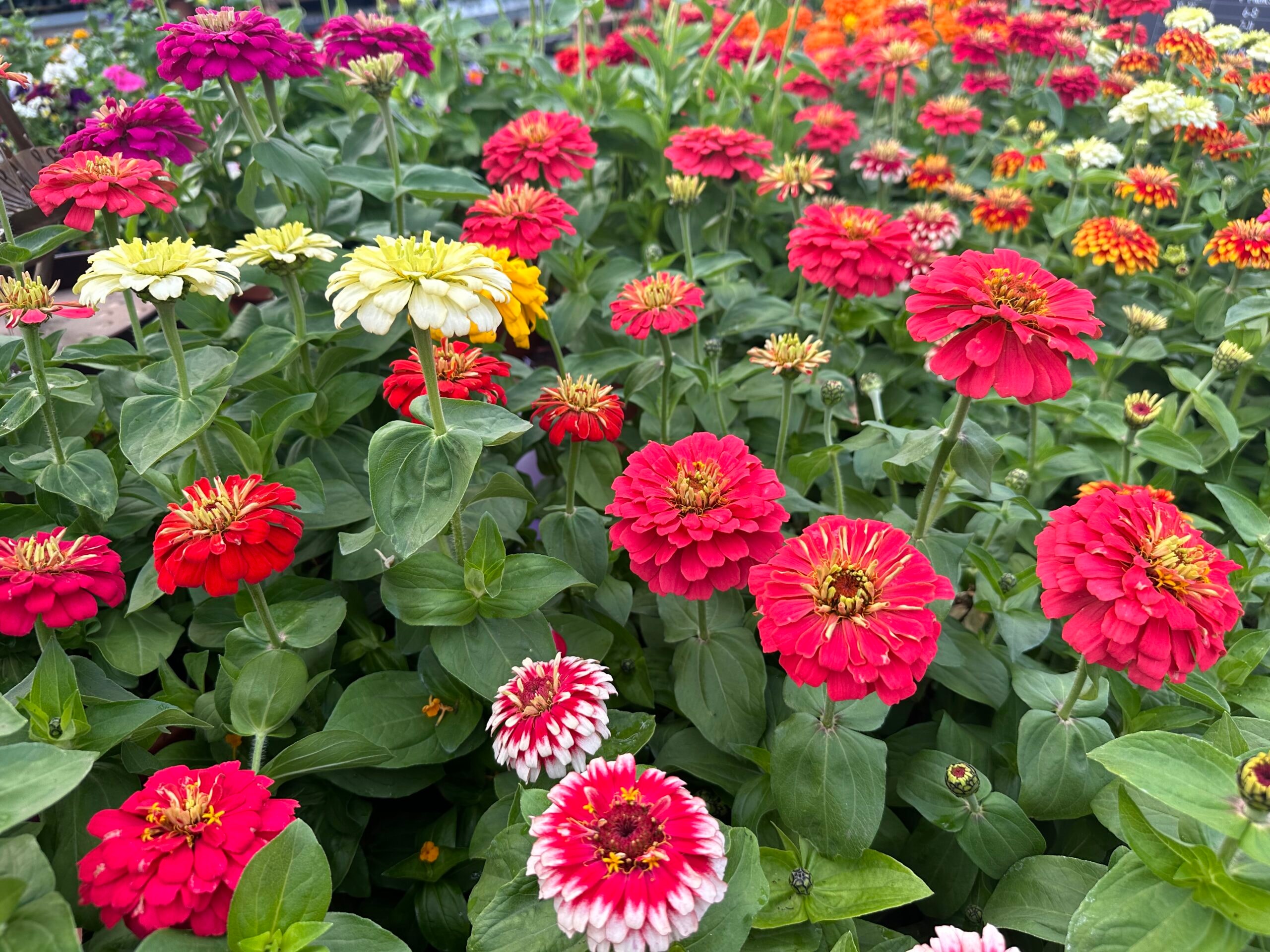 Zinnias