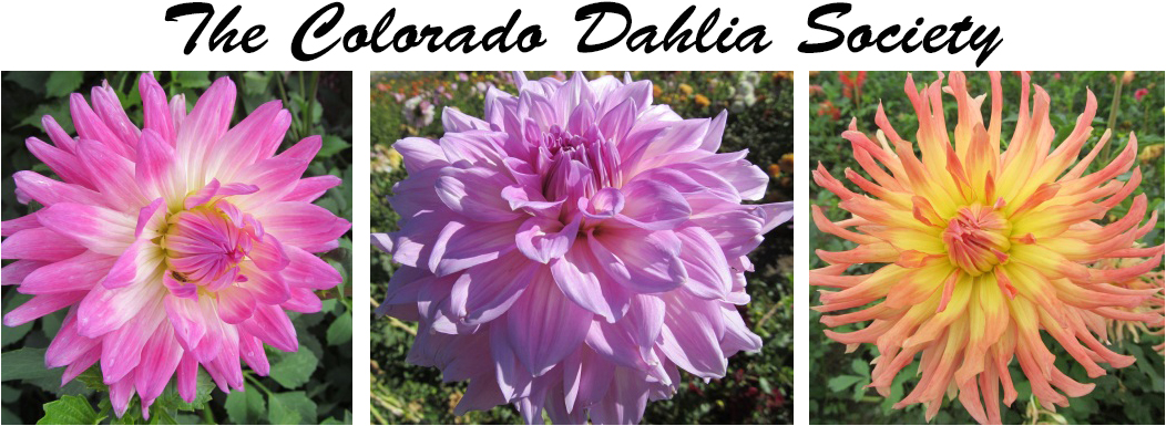 Thank you for attending our 2026 Colorado Dahlia Society Show