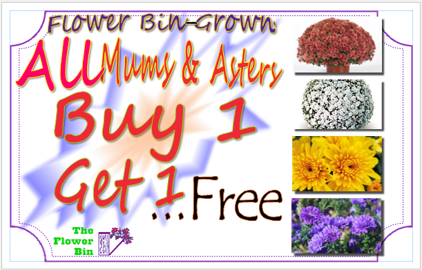 Flower Bin-Grown Mums & Asters 
Buy 1 Get 1 Free!