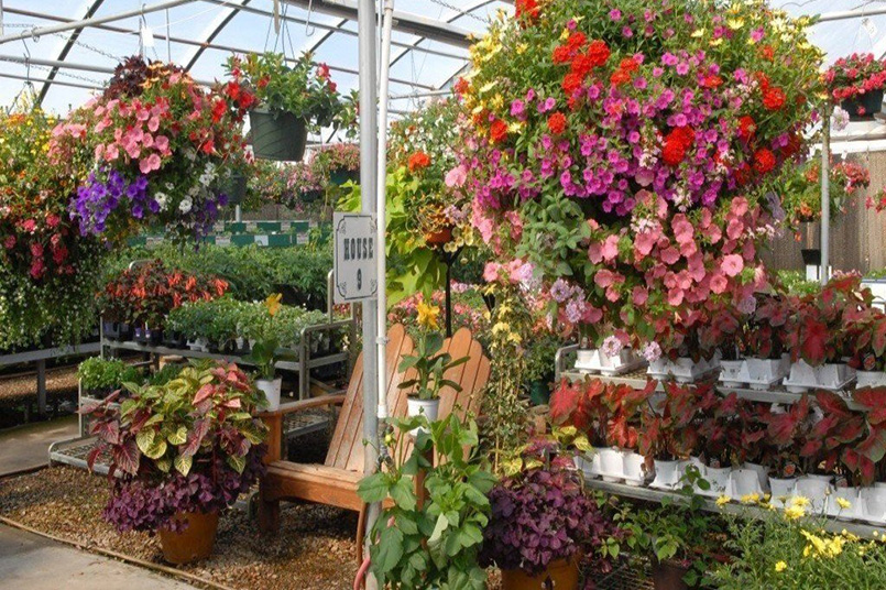 Annuals & Hanging Baskets