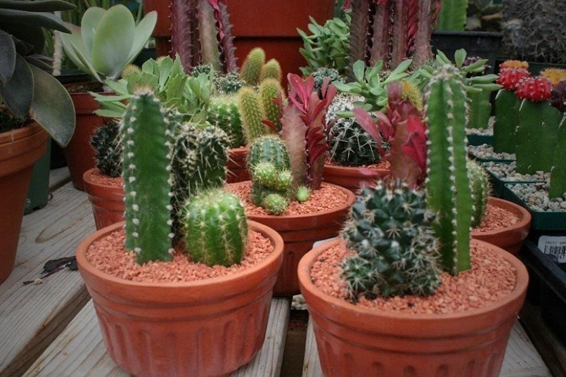 Cacti & Succulents