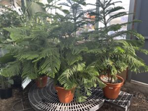Houseplants