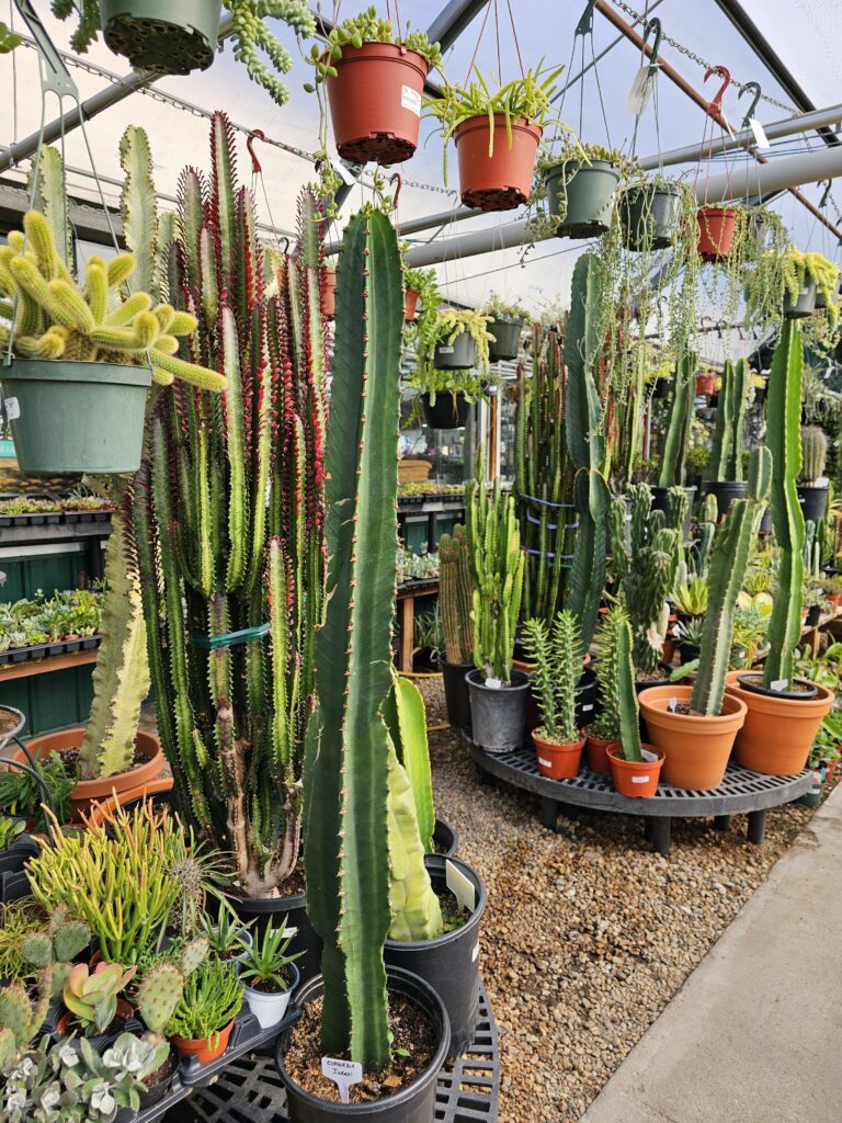 Cactus Corner