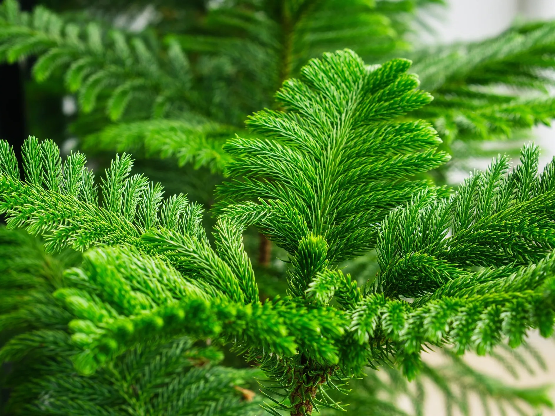 Norfolk Island Pine