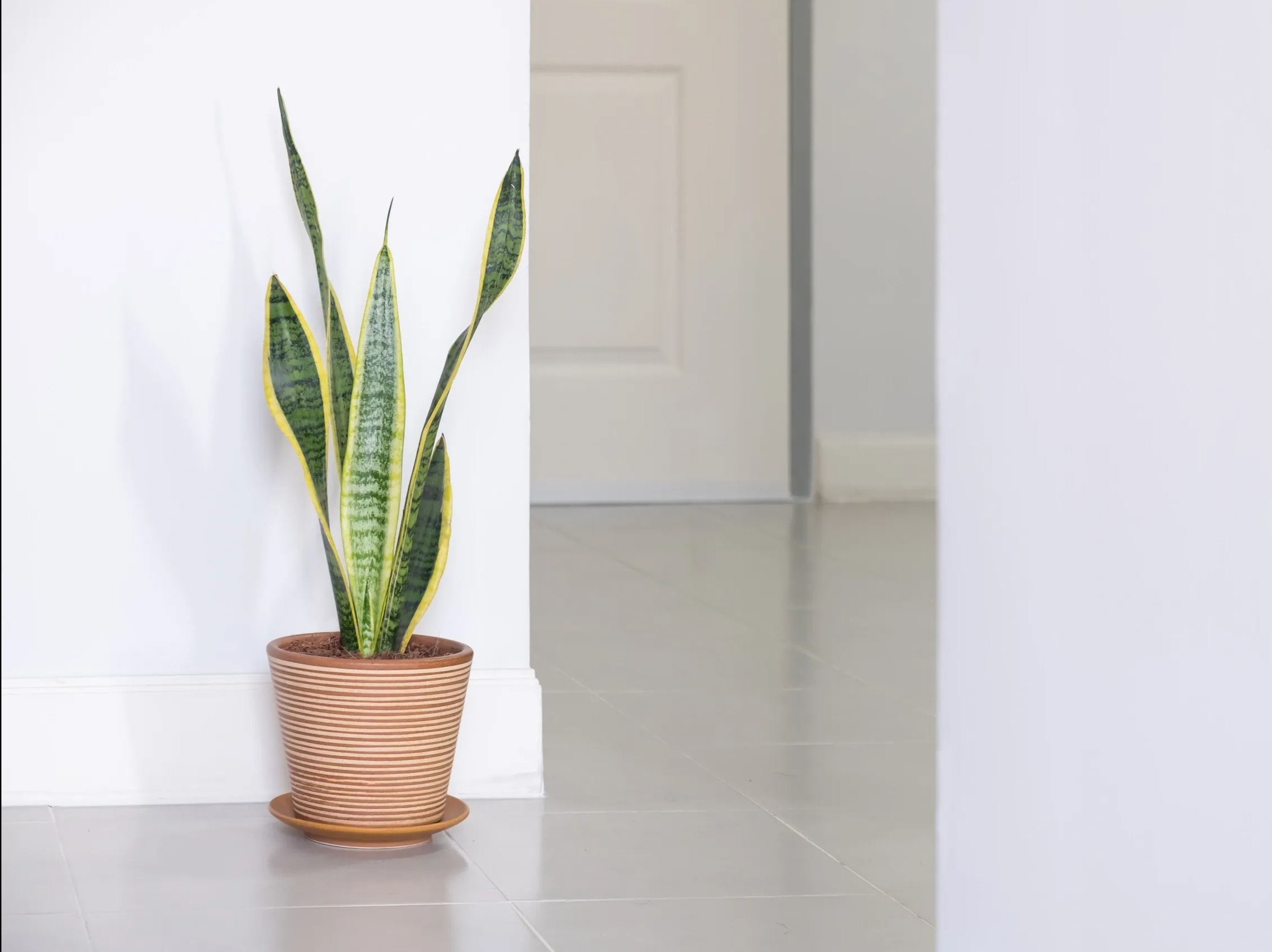 Snake Plant