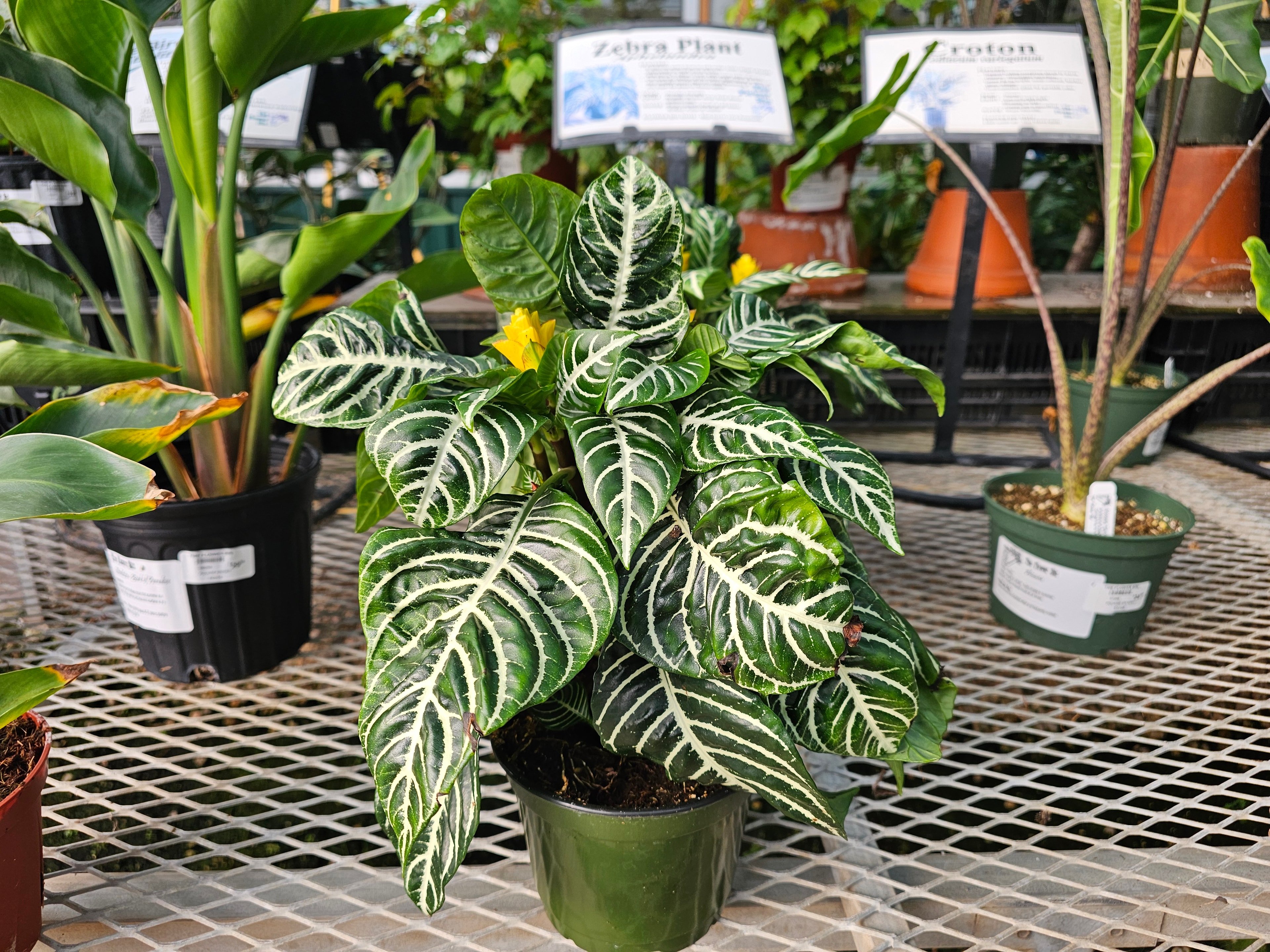 Zebra Plant