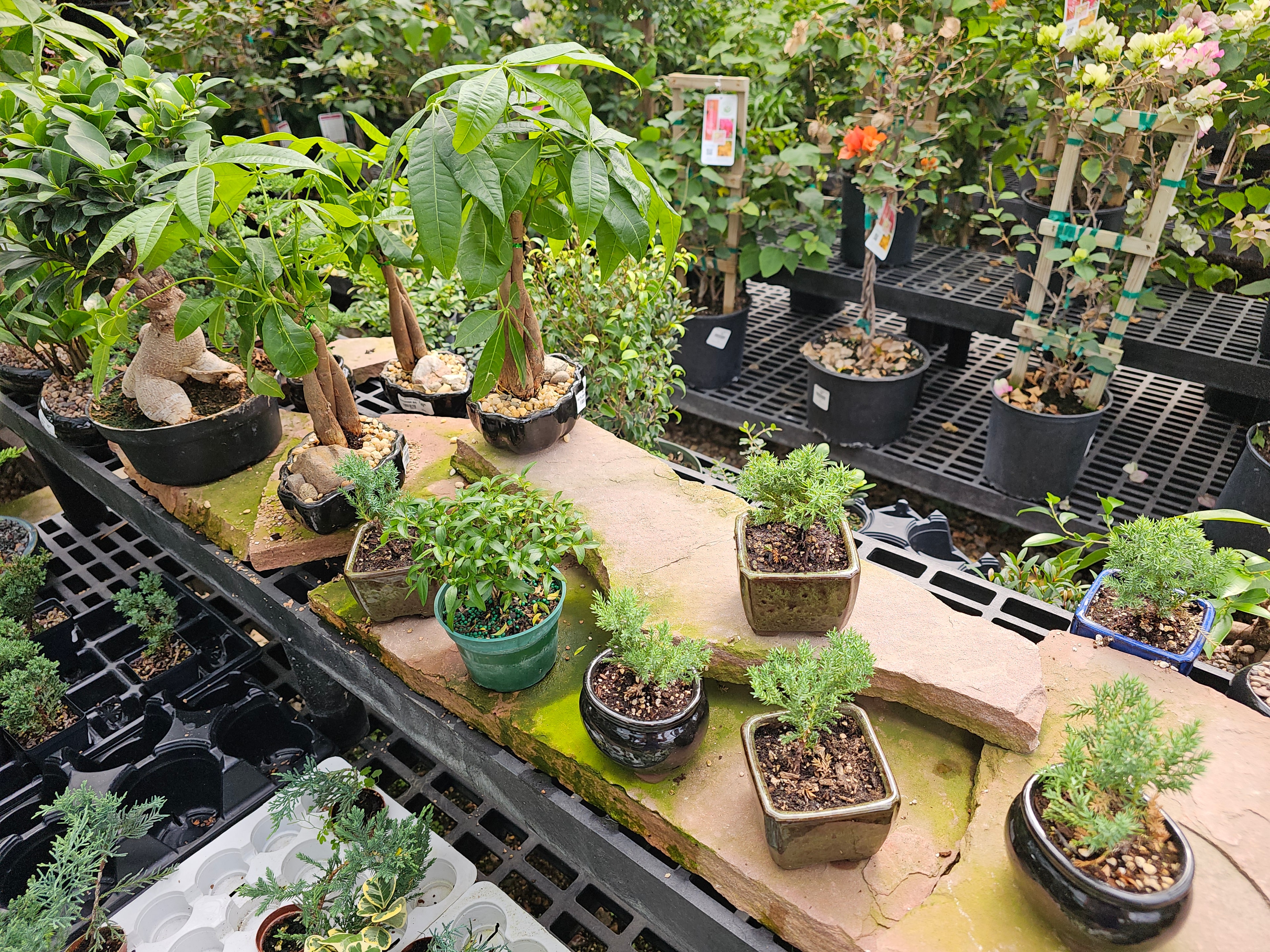Bonsai plants at The Flower Bin