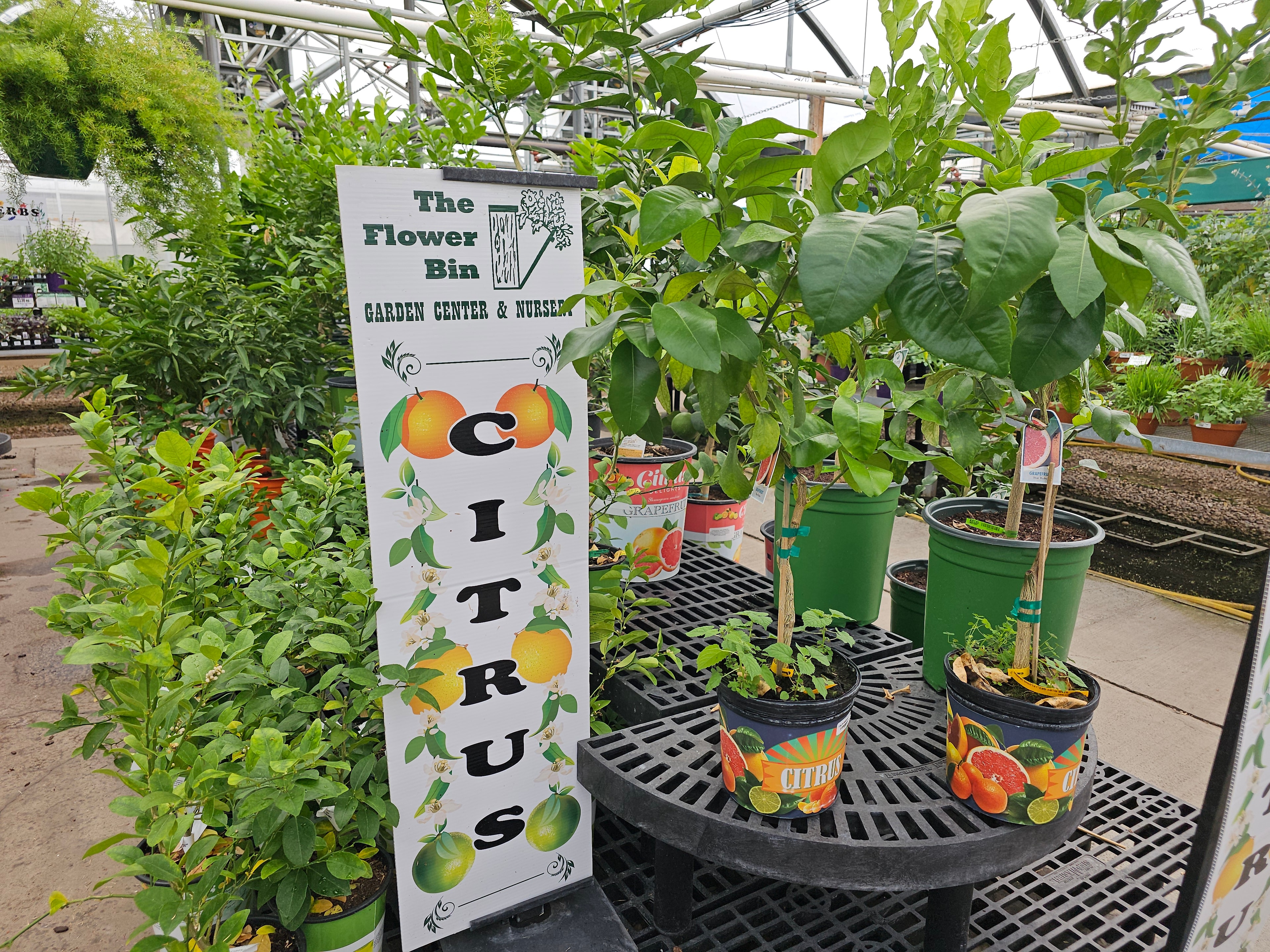Citrus plants at The Flower Bin