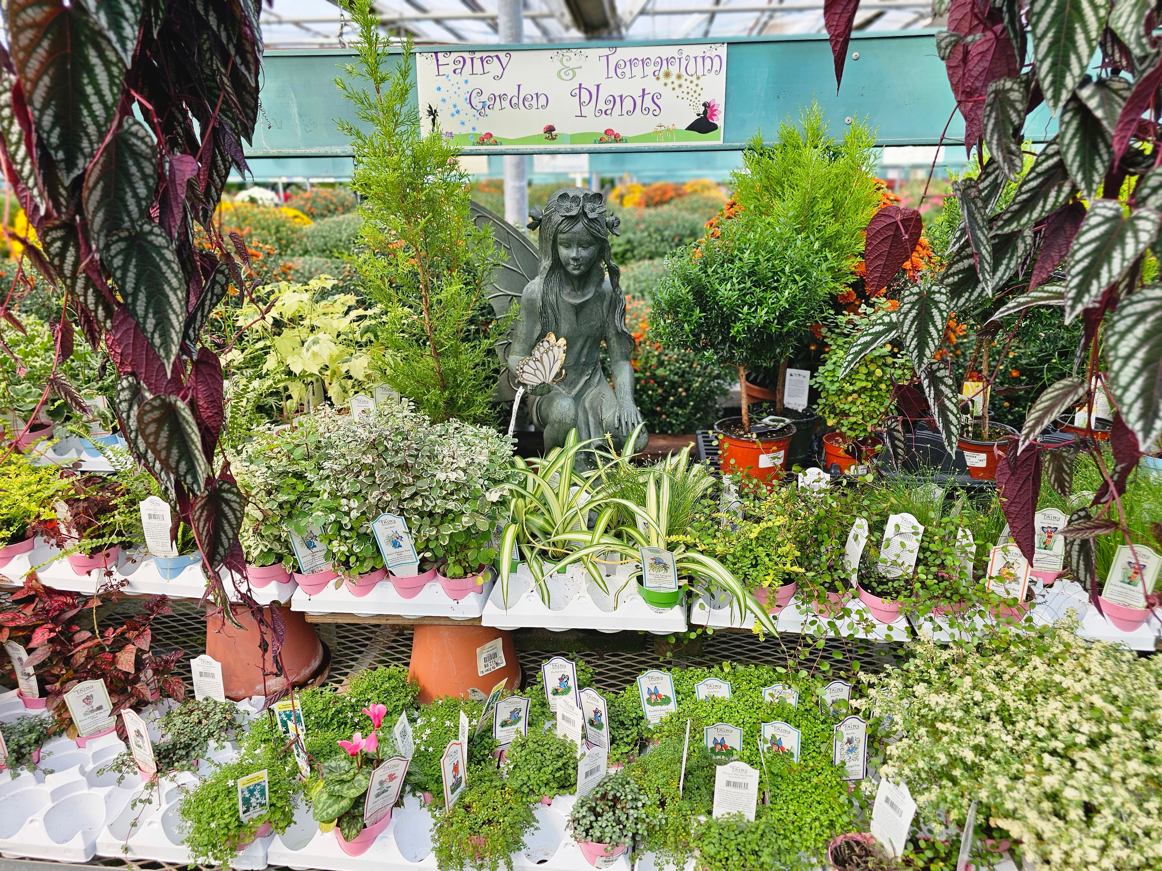 Fairy garden and terrarium plants at The Flower Bin