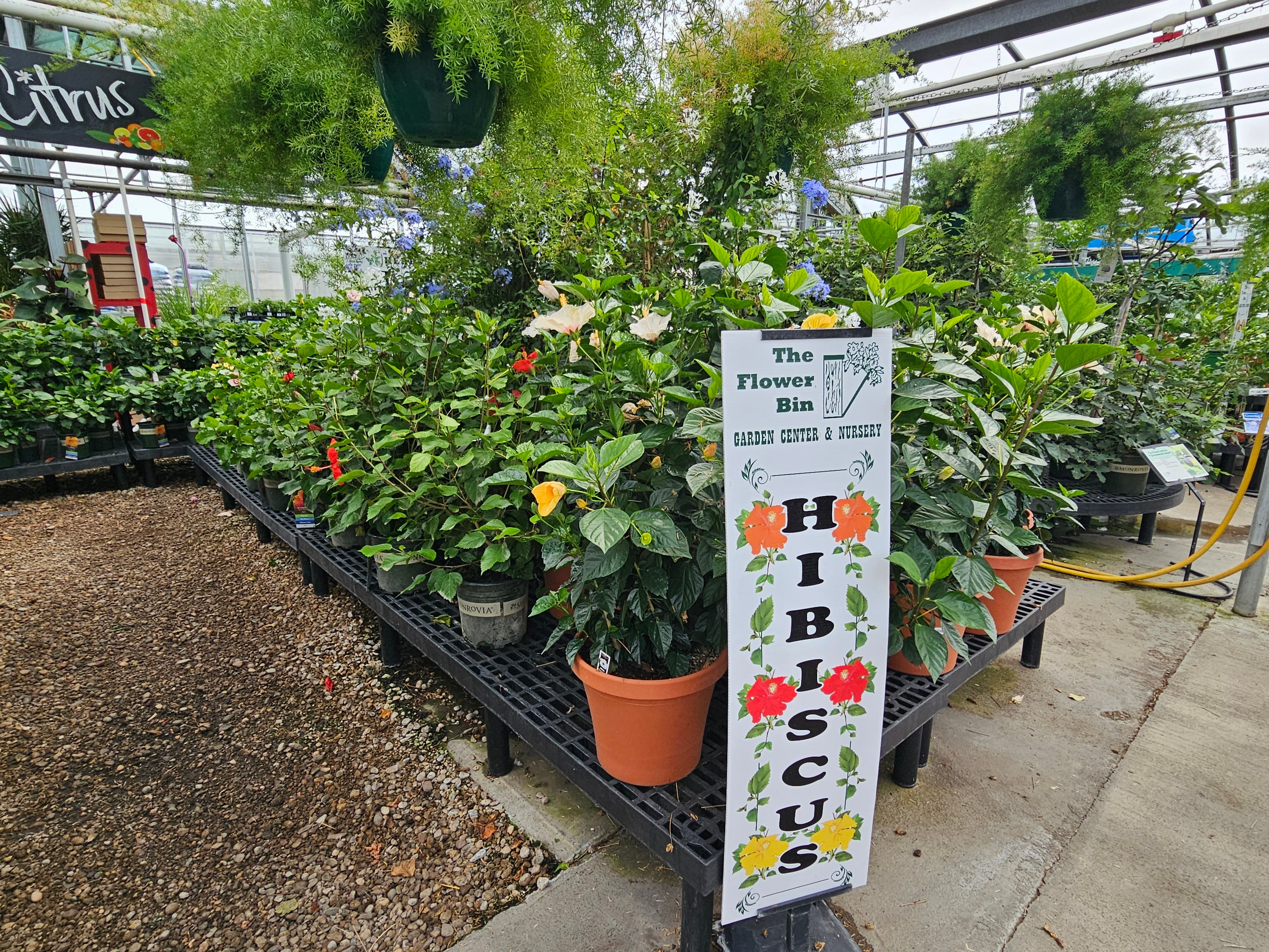 Tropical houseplants at The Flower Bin