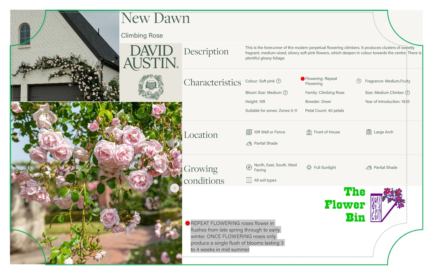 David Austin Roses