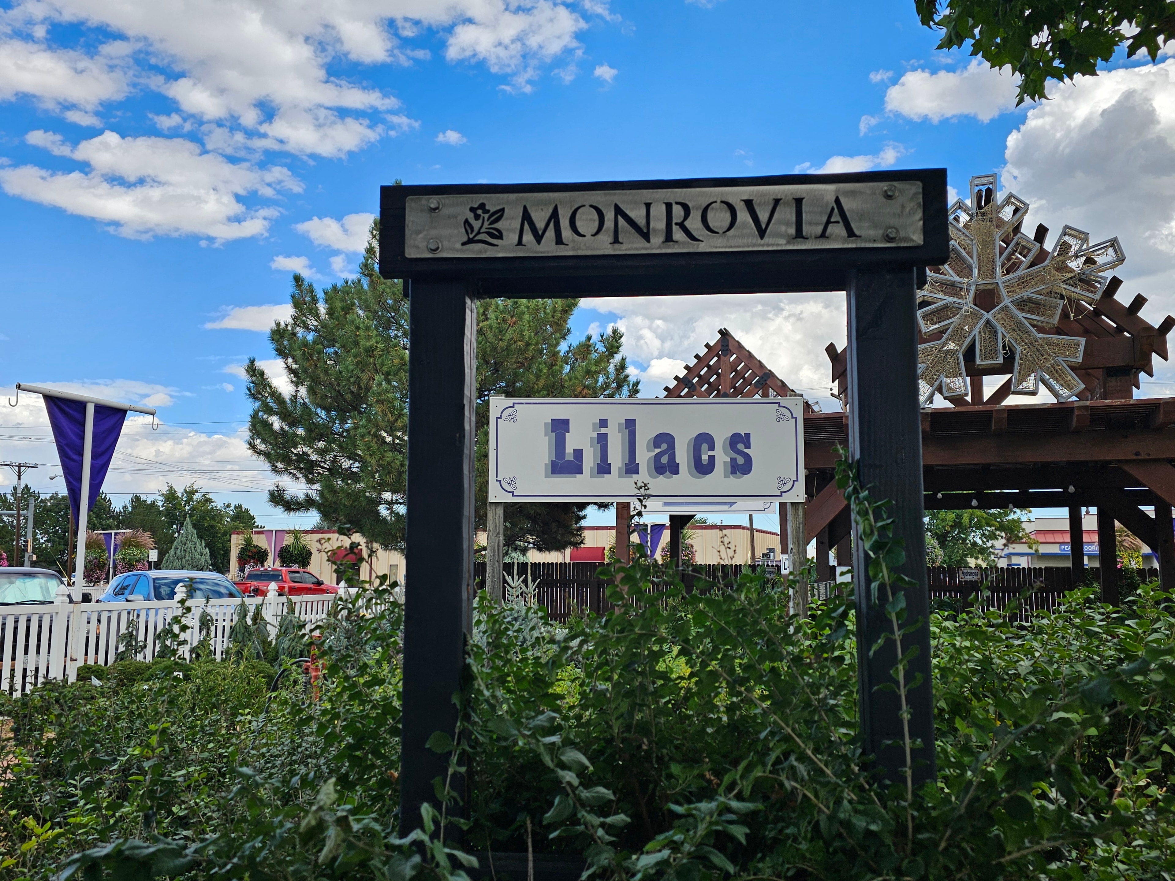 Lilacs