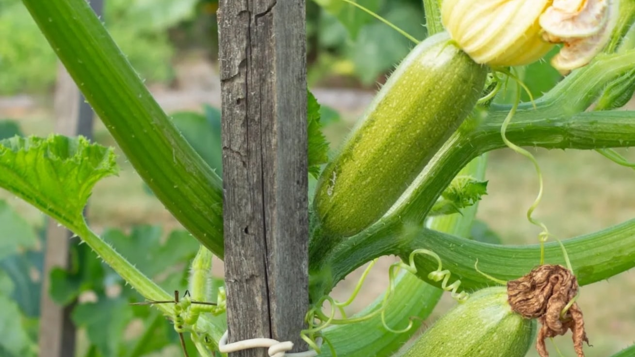 Zucchini
