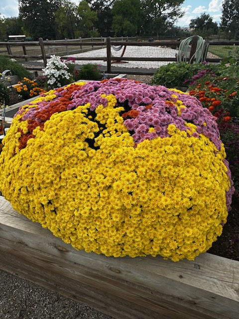 Lisa - Berthoud, 2025